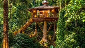 Una casa en el árbol con una terraza de madera y una escalera, rodeada de un bosque denso.