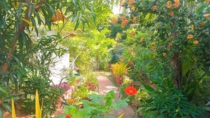 A garden pathway surrounded by various plants and flowers. - Velvet Paradise (Dambulla)