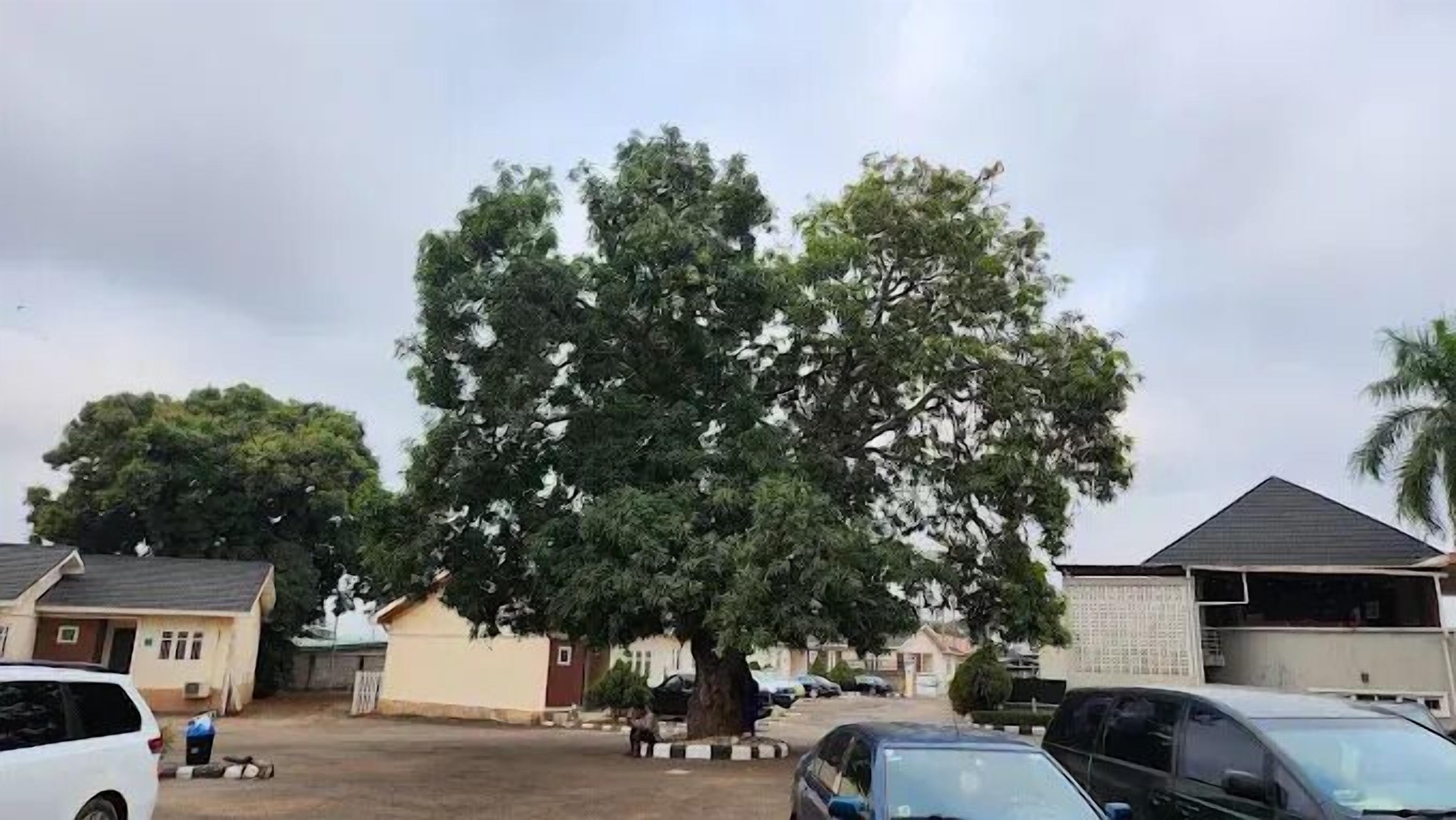 A large tree in a residential area with houses and parked cars.