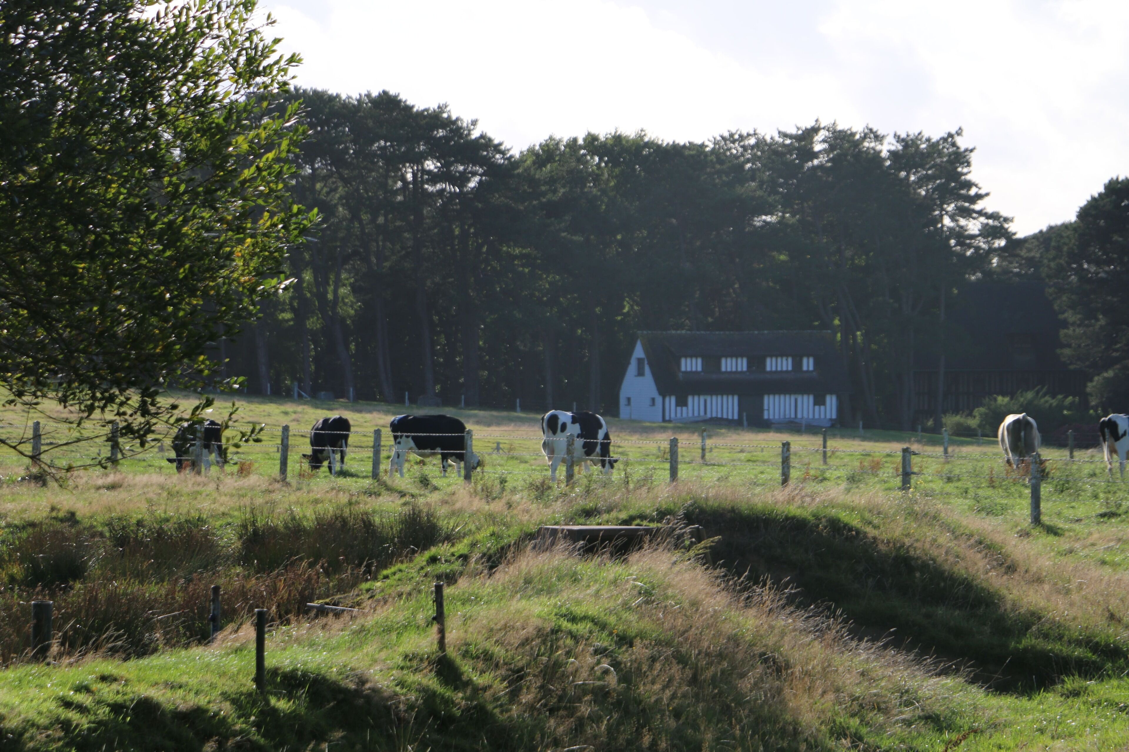 A rural landscape with a fenced field, grazing cows, and a white house with a triangular roof in the background.
