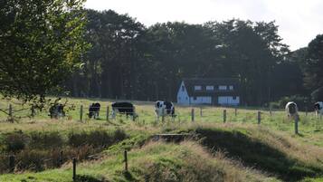 A rural landscape with a fenced field, grazing cows, and a white house with a triangular roof in the background.