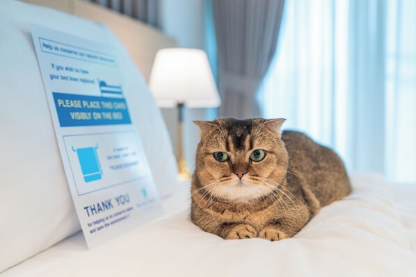 Un gato recostado en una cama con un letrero al fondo.