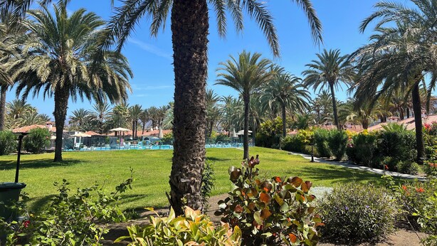 Un exuberante jardín con palmeras y una zona de piscina.