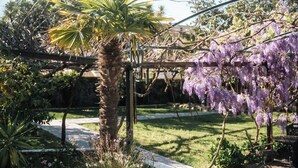 A garden with a palm tree, purple wisteria, and a wooden pergola.