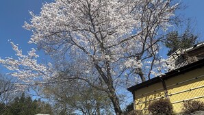 A cherry blossom tree in full bloom, a clear stream, and a traditional building with a yellow exterior. - Sasanoyu (Katashina)