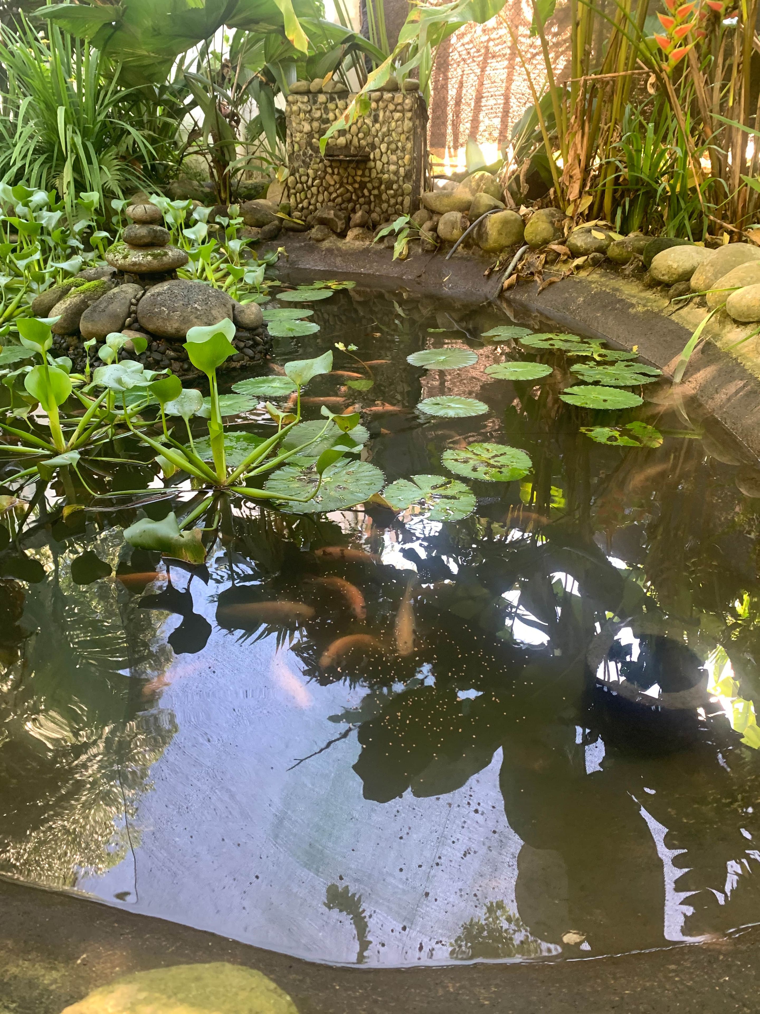 A pond with water lilies and fish, surrounded by rocks and greenery.