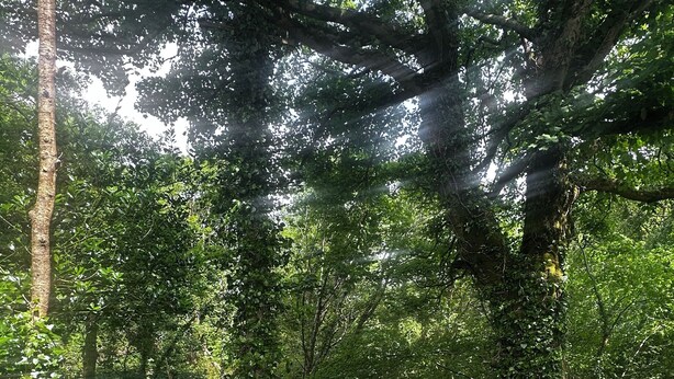 Une forêt verdoyante et luxuriante, avec de grands arbres et un feuillage dense.