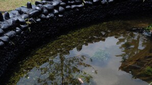A pond with rocks and aquatic plants, surrounded by a stone wall.