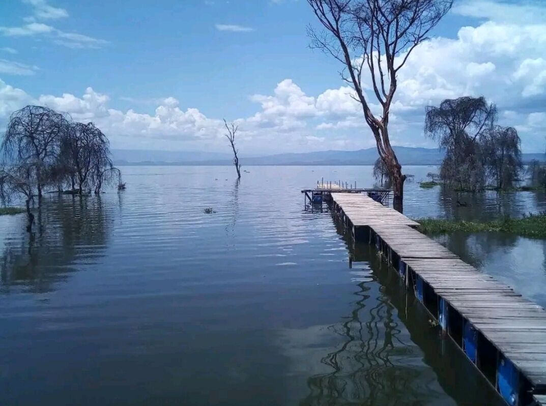 A wooden dock extending into calm water with trees on either side.