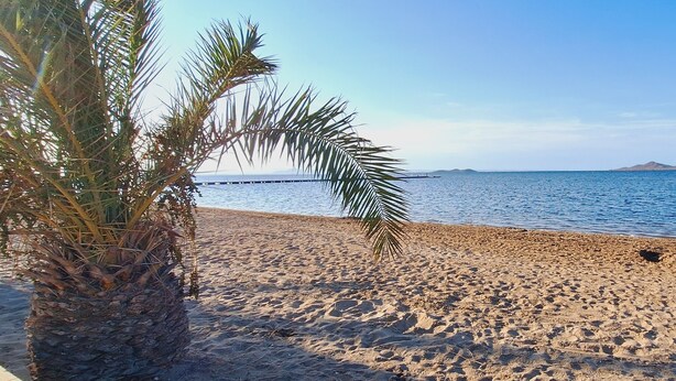 Una playa arenosa con una palmera y una vista despejada del mar.