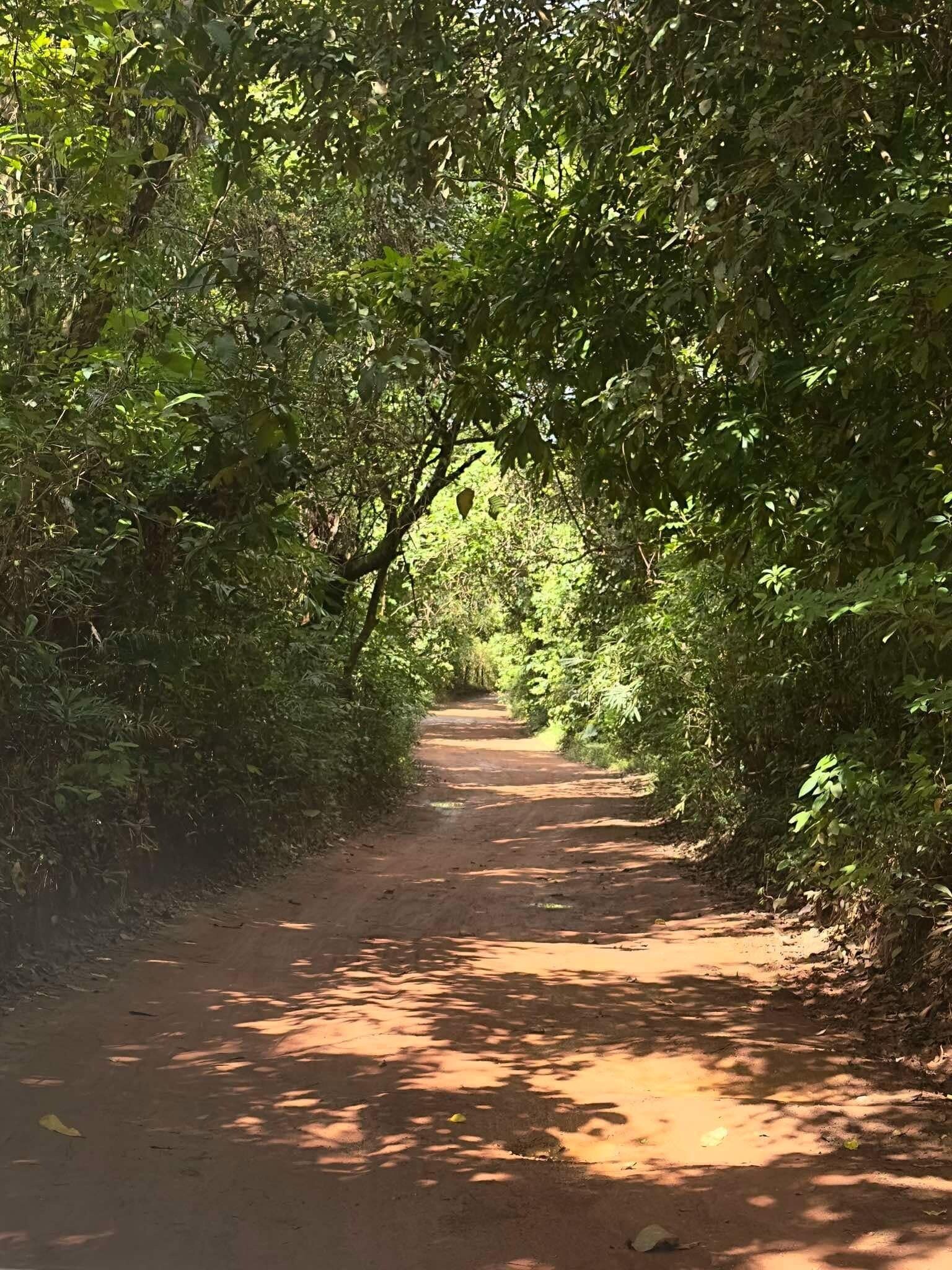 Un sentier étroit et terreux, bordé d’une végétation luxuriante.