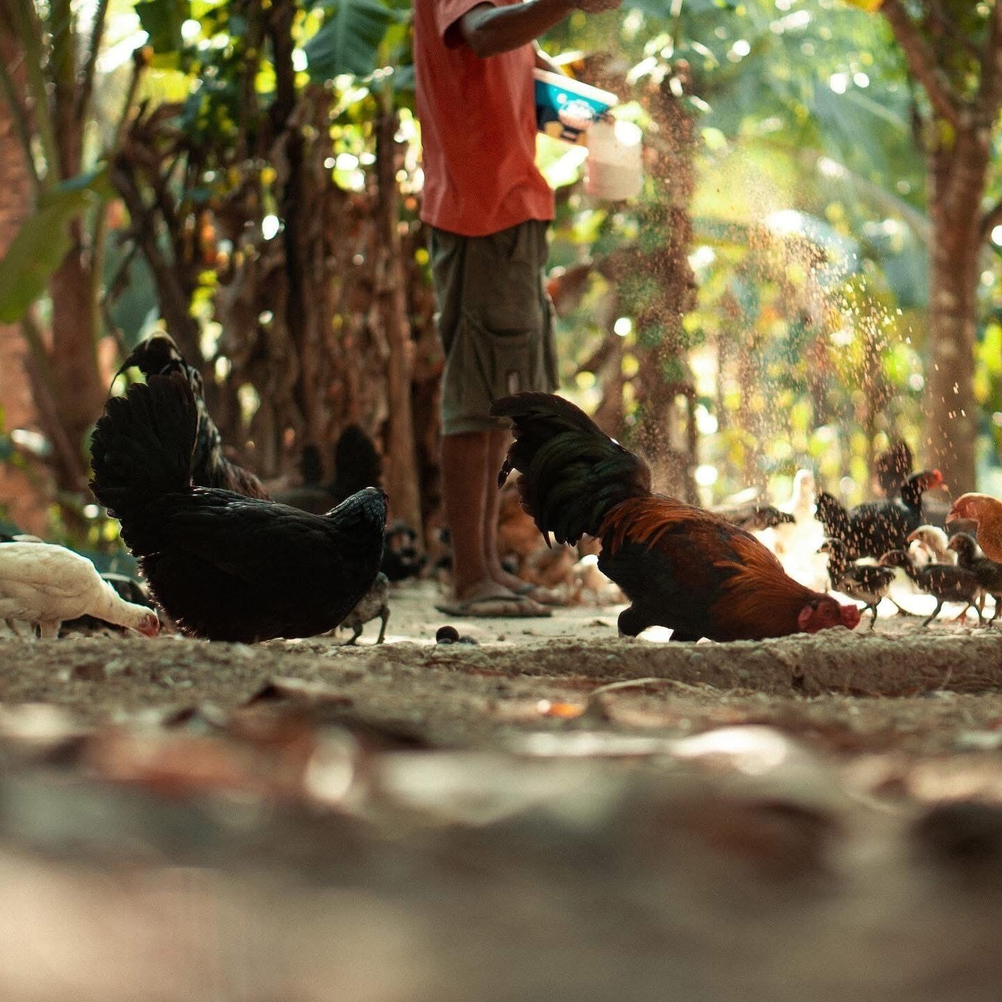 A person feeding chickens in an outdoor setting with trees and a concrete floor.