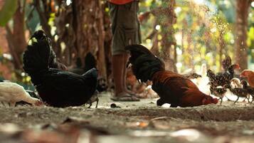 A person feeding chickens in an outdoor setting with trees and a concrete floor.