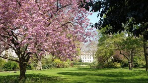 Un parco con un grande albero in fiore, un prato curato e un edificio sullo sfondo.