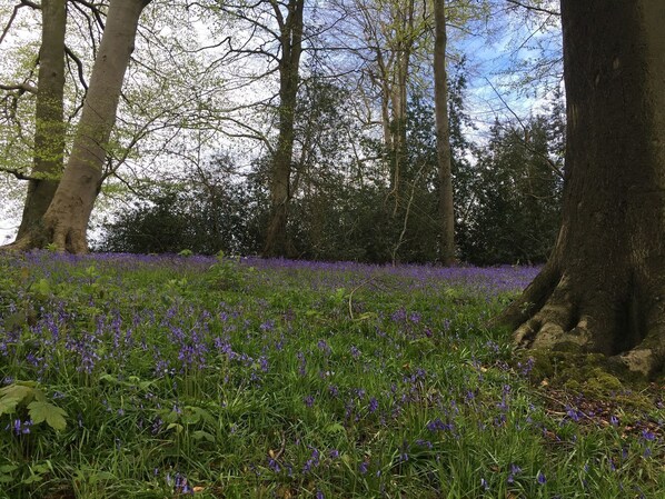 Un bosque con árboles altos y un campo de flores moradas.