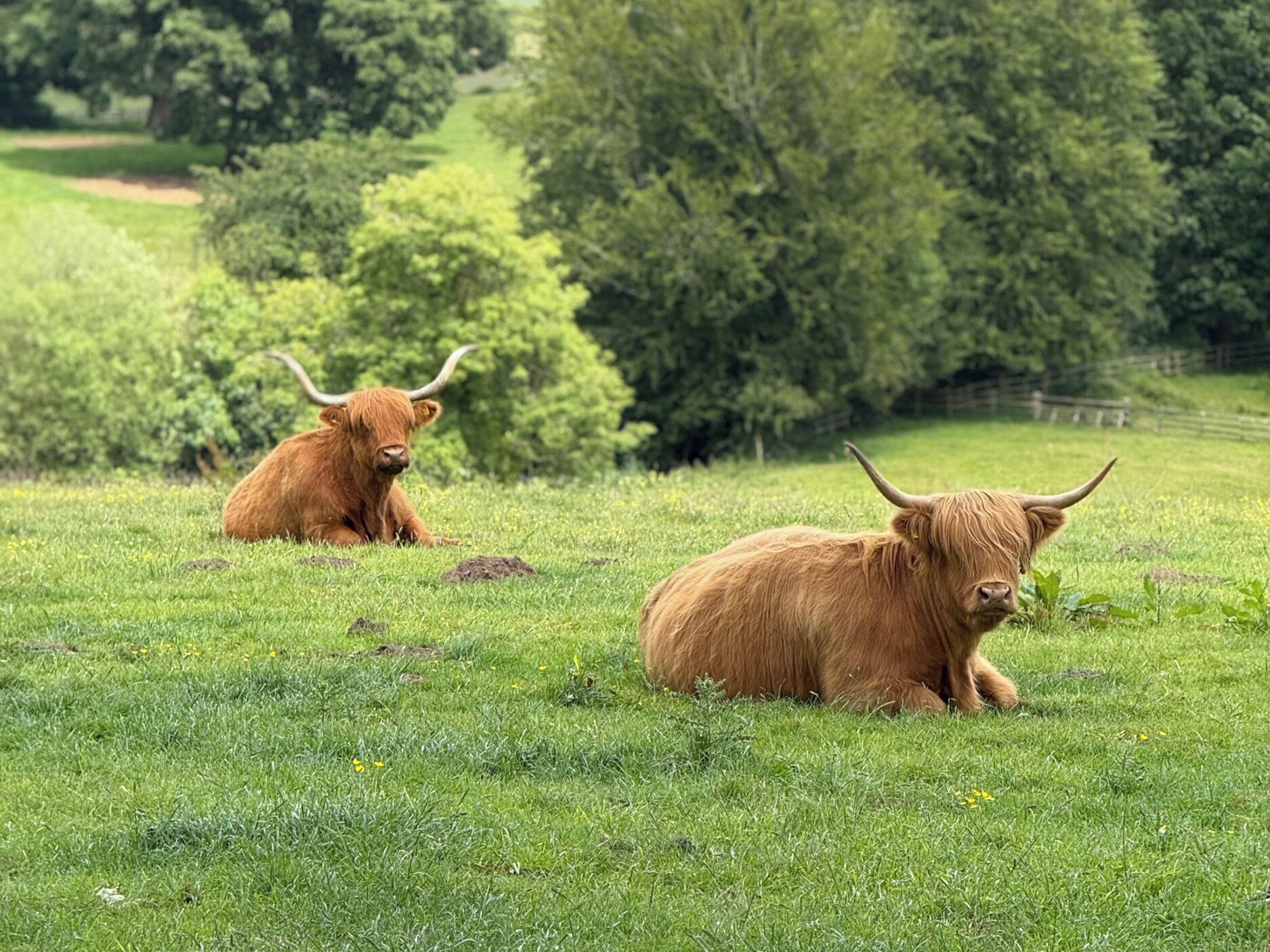 Two Highland cattle resting in a grassy field with trees in the background.