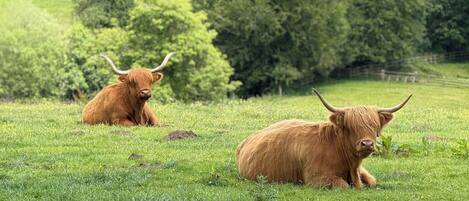 Two Highland cattle resting in a grassy field with trees in the background.