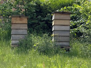 Cottage | Property grounds - The Garden Hut (Wrexham)