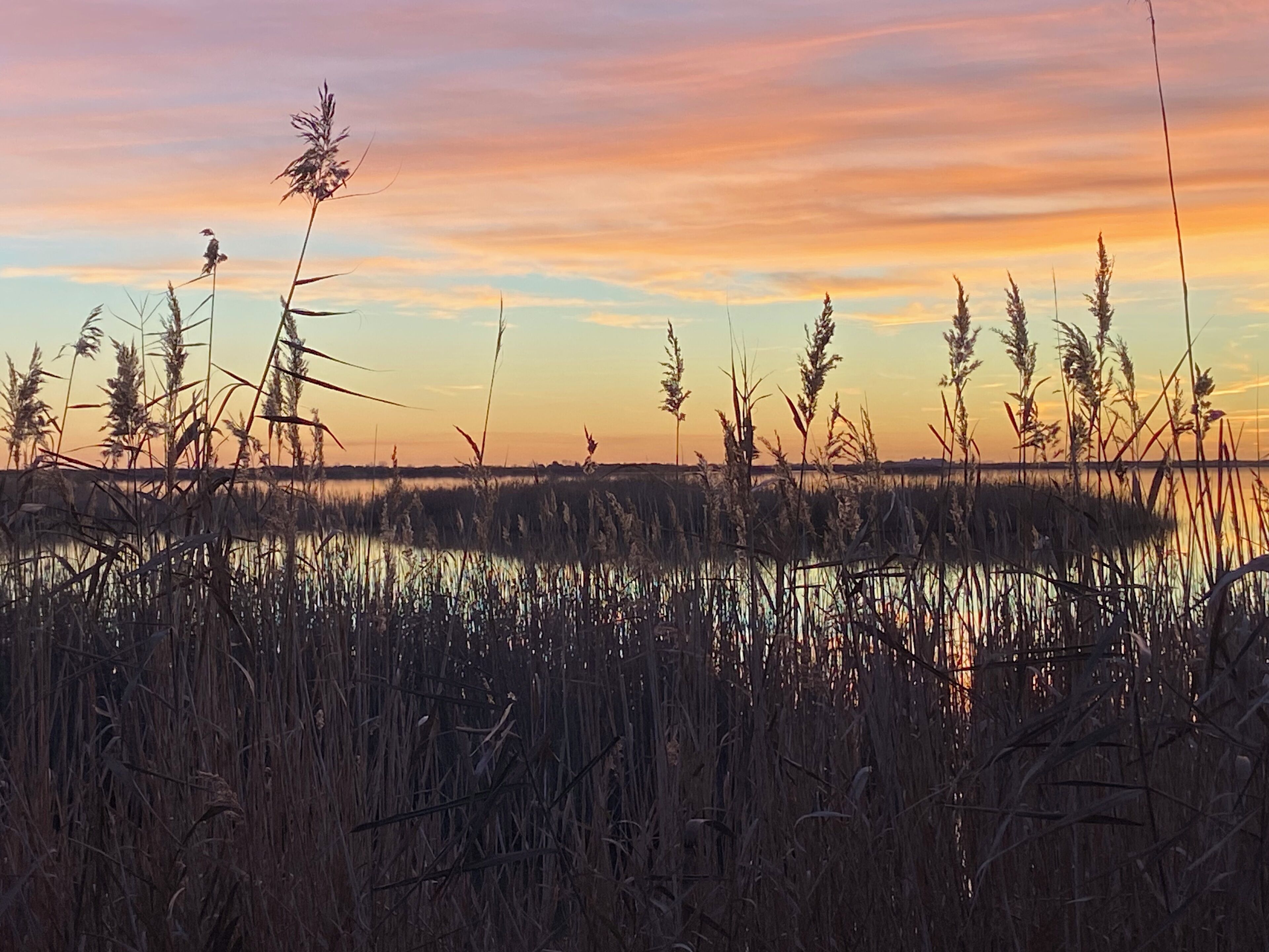 A sunset over a marshy landscape with tall grasses and reeds.