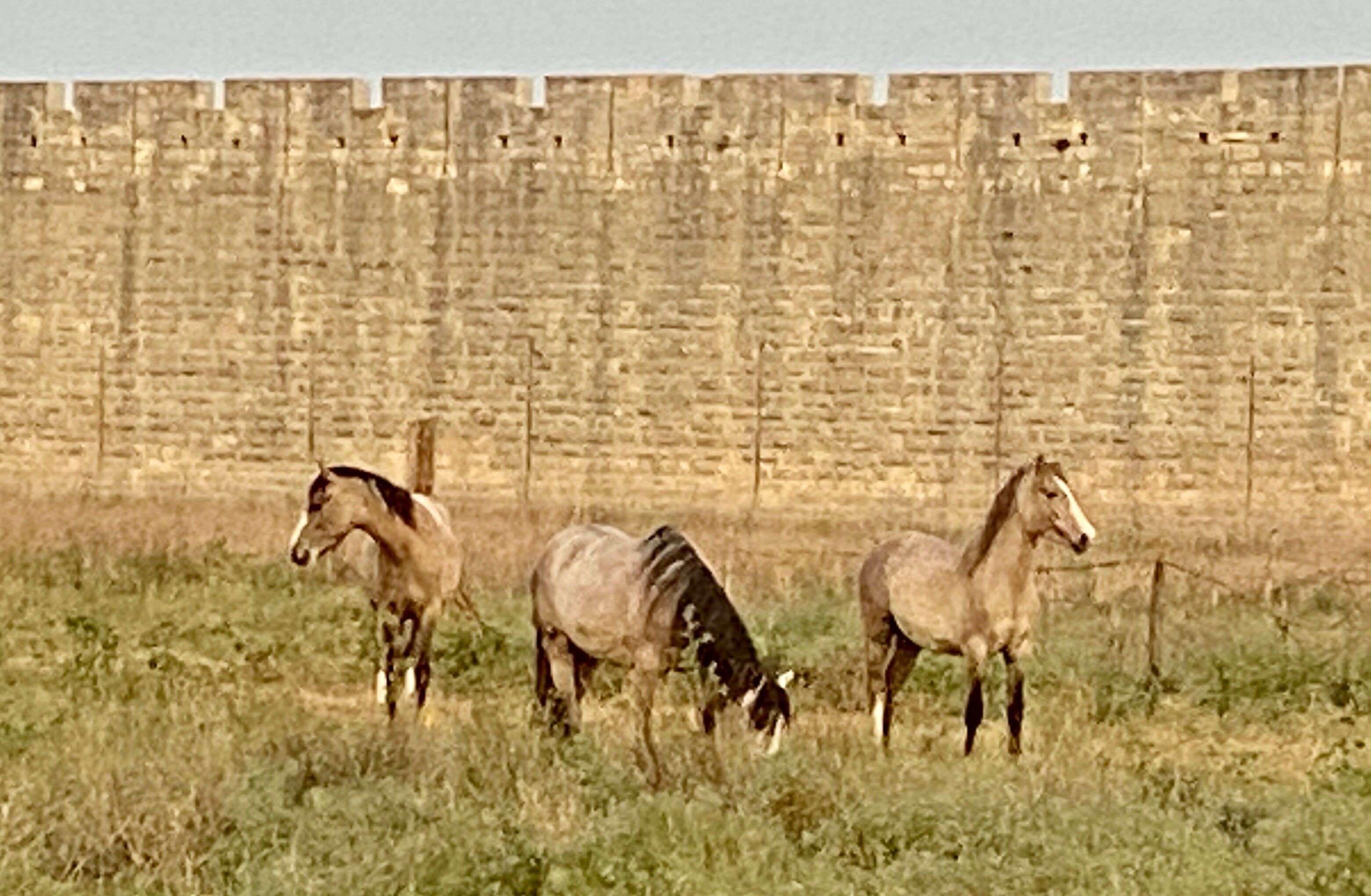 Three horses grazing in a field with a stone wall in the background.