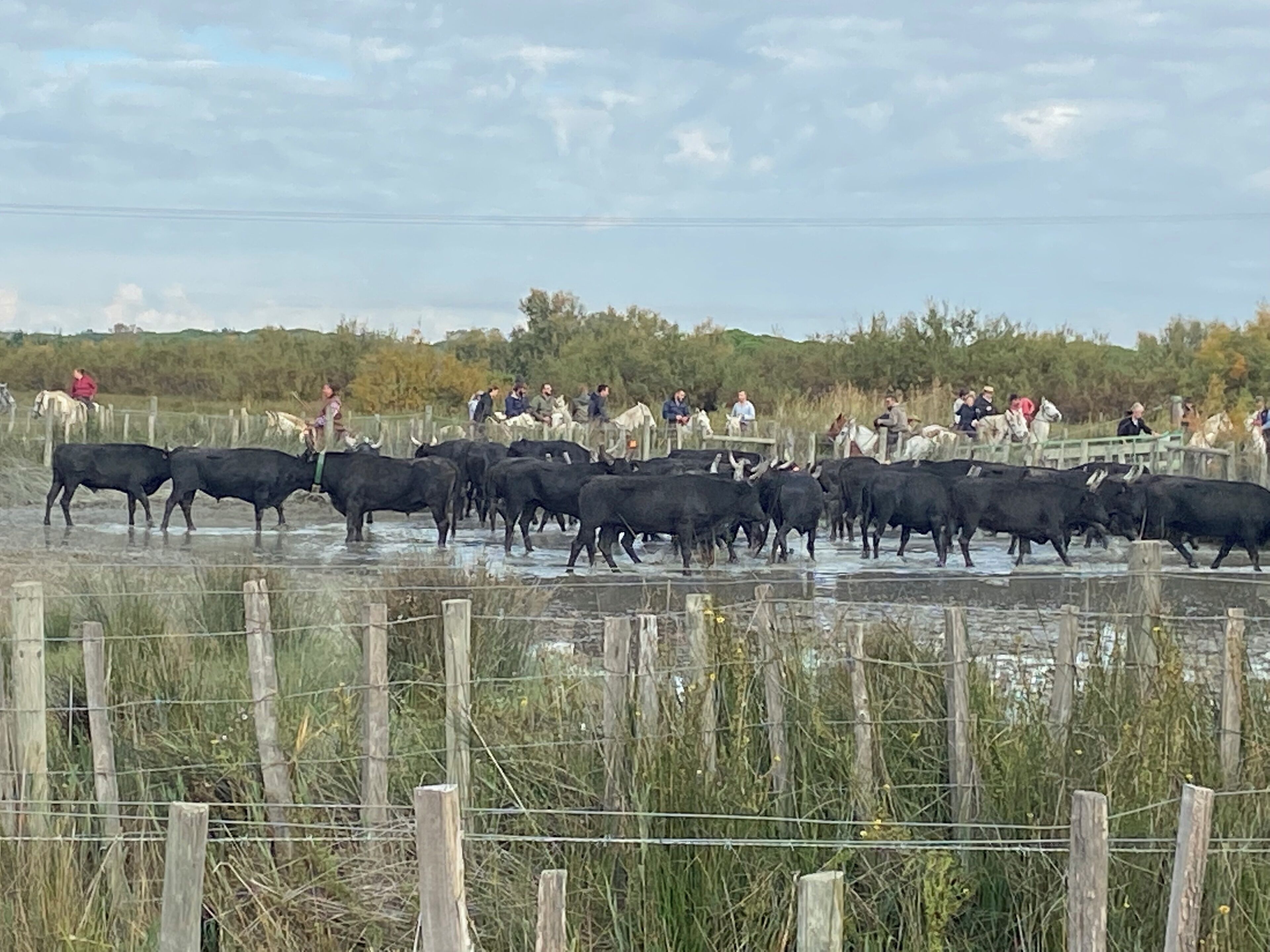 Un troupeau de bovins est guidé à travers une zone délimitée par une clôture, et des personnes observent la scène.