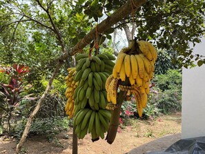 Property grounds - 3-Bedroom Diriamba Farmhouse w/Free WiFi, Near Masaya Volcano National Park (Diriamba)