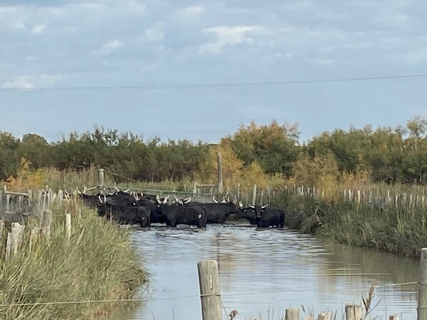A group of cattle crossing a shallow water body, surrounded by vegetation and wooden fences.