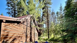 Una cabaña rústica de madera, rodeada de altos pinos. Cinco sillas Adirondack azules están dispuestas alrededor de un pequeño hogar.