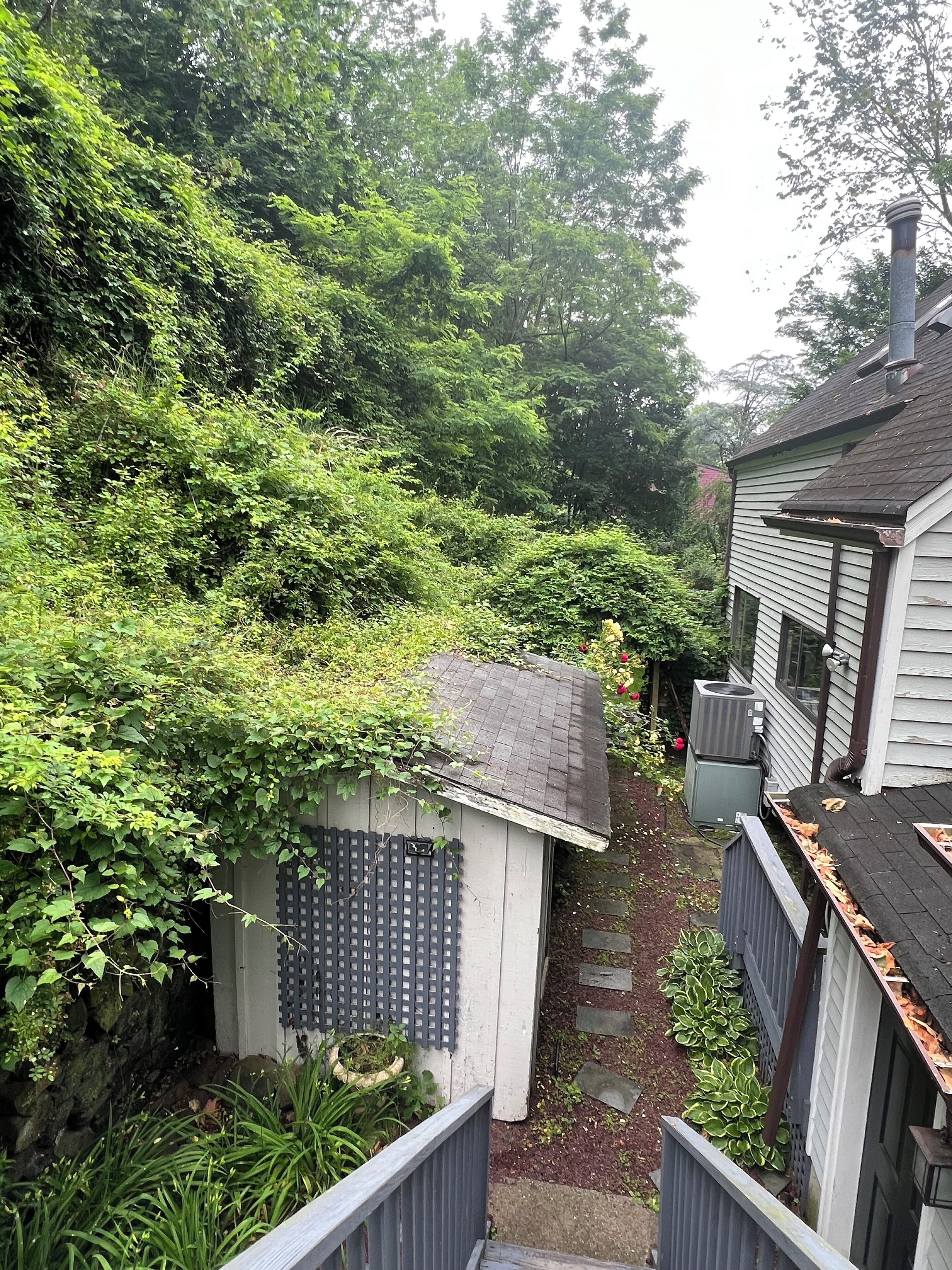 A narrow pathway leading to a small shed surrounded by dense greenery.