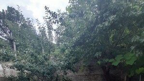 A paved patio area with a stone wall and trees.