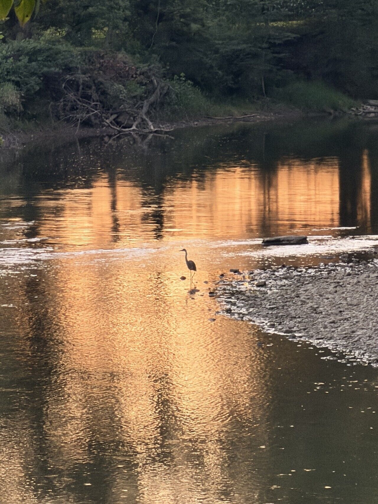 Een rustig waterlichaam dat bomen weerspiegelt, met een vogel op het strand.