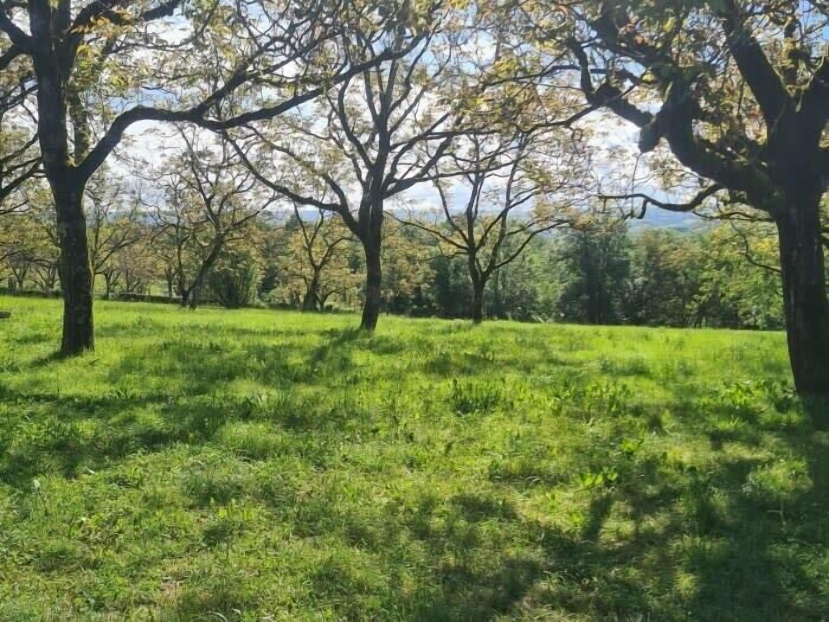 A grassy field with trees and a clear sky.