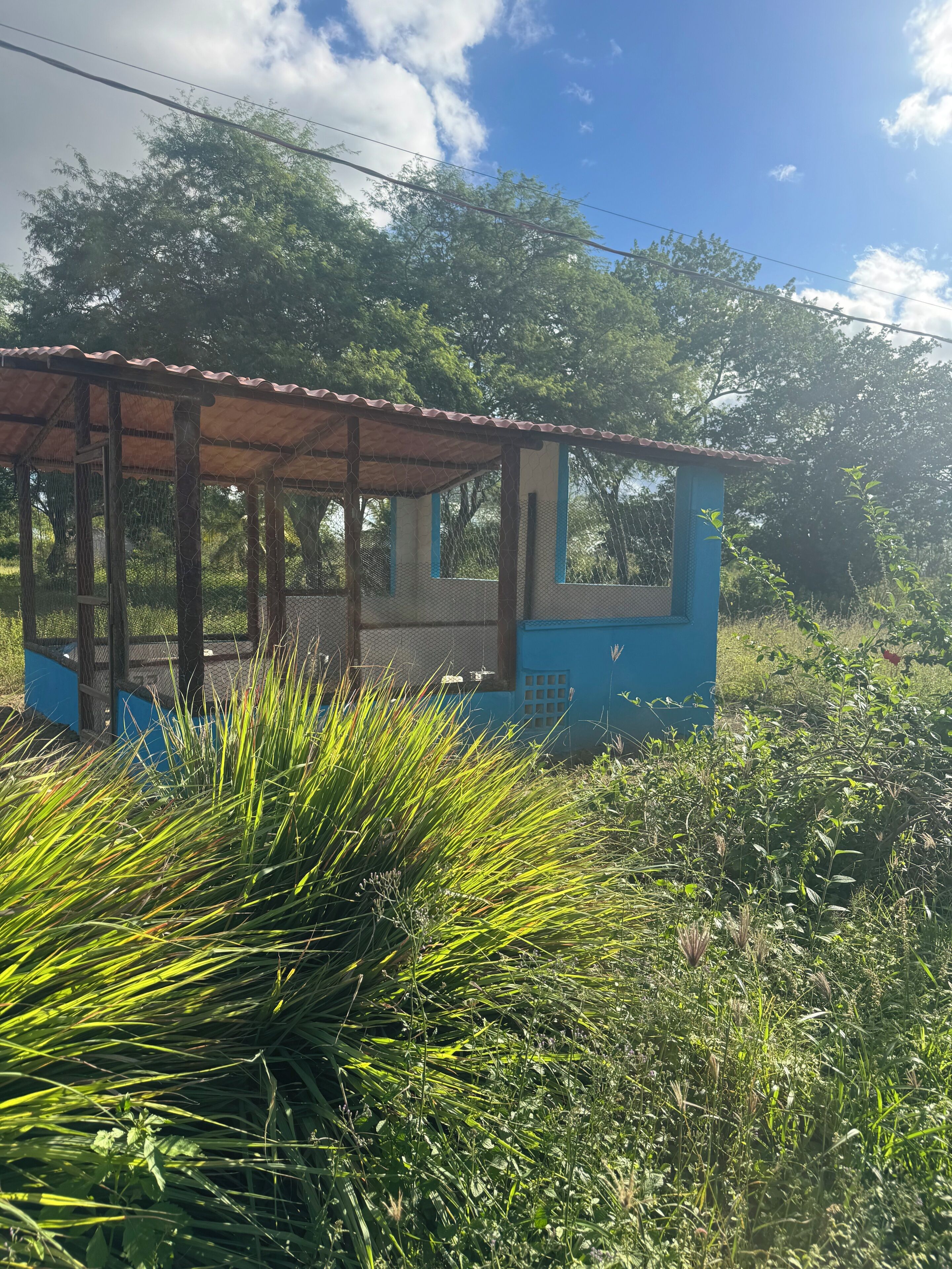 A small, single-story structure with a corrugated metal roof, surrounded by dense vegetation.
