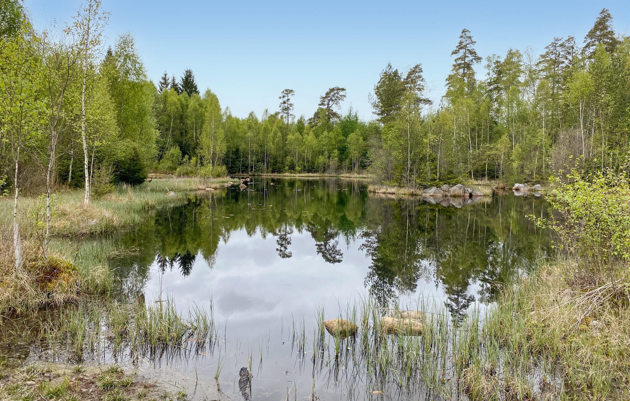 Een vredig meer, omringd door dicht bos, met rustig water dat de bomen weerspiegelt.