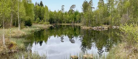 Een vredig meer, omringd door dicht bos, met rustig water dat de bomen weerspiegelt.