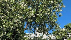 Een tuin met een witte tafel en stoelen, omgeven door weelderige begroeiing en een grote boom.