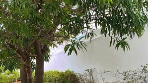 Un árbol con hojas verdes y una roca en un jardín.