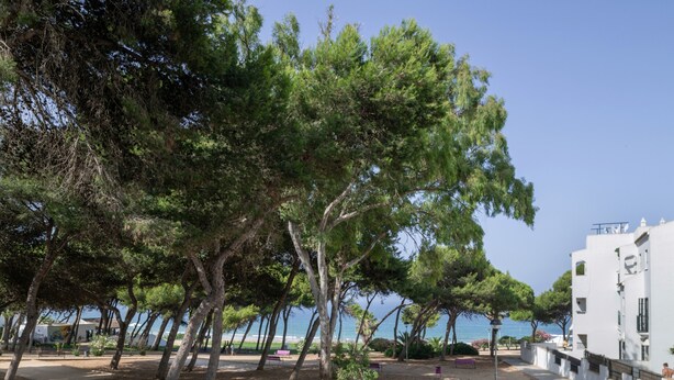 A coastal park with trees, a bench, and a white building with balconies.