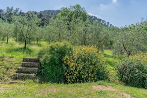 Un paysage naturel avec un escalier en pierre menant à une pente herbeuse, entouré d’une végétation luxuriante et d’arbustes en fleurs.