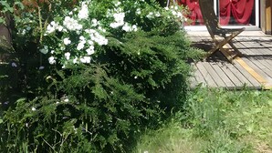A garden with white and pink flowers, a wooden deck, and a red curtain. - Room "Tilleul" with Private Terrace, Shared Garden, Wi-Fi, and E-Bike Charging (Unknown)