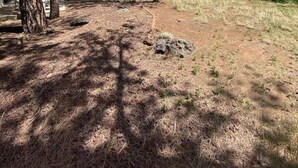 A wooded outdoor area with trees, a dirt path, and a fence in the background. - Ken`s Retreat- Come relax in our home (Navajo County)
