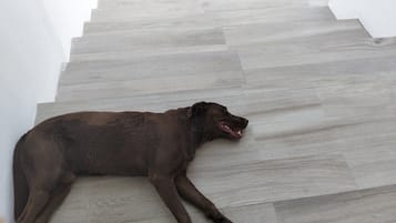 Ein Hund liegt auf einer Treppe mit heller Holzausstattung.