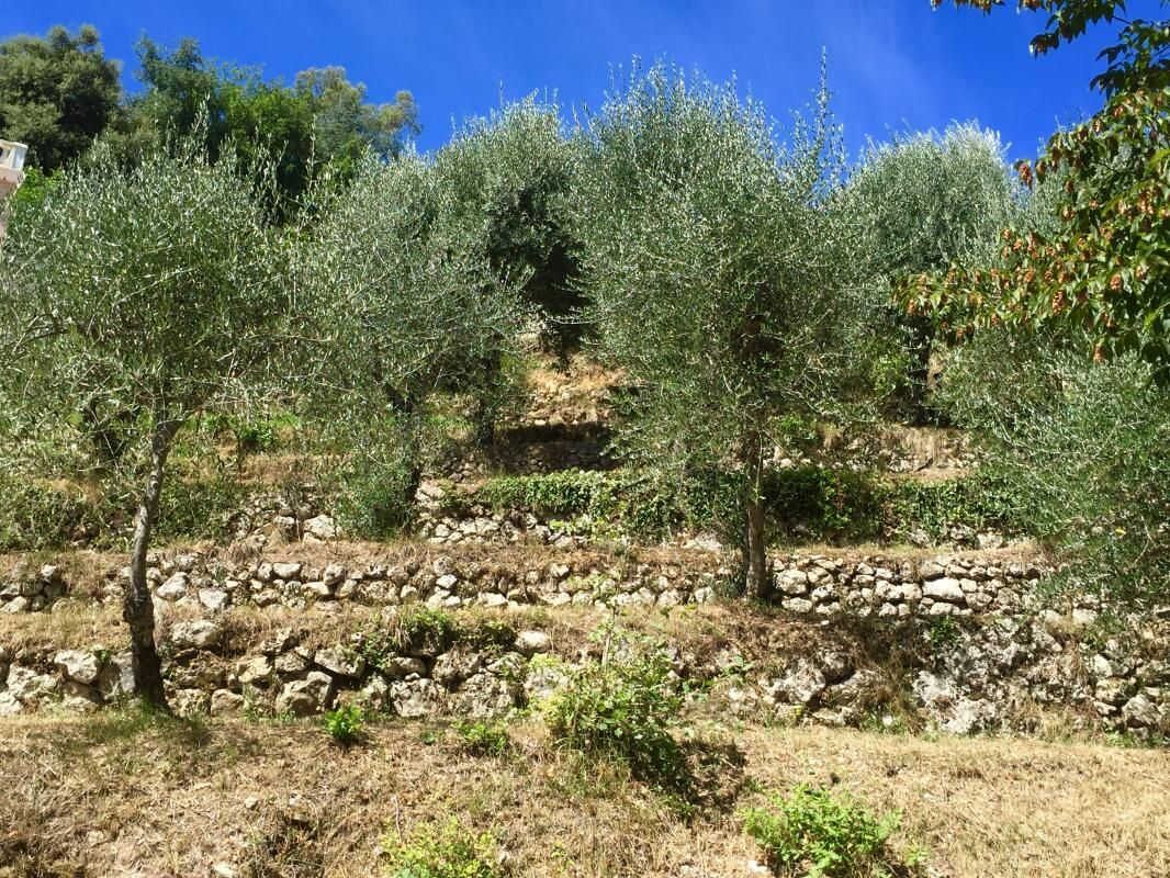 Olive trees on a hillside with a stone wall in the background.