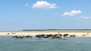A beach with a group of seals resting on the sand and water. - Hotel Les Augustines (Quend)