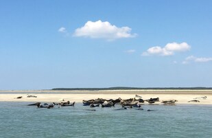 Una playa con un grupo de lobos marinos descansando sobre la arena y el agua.