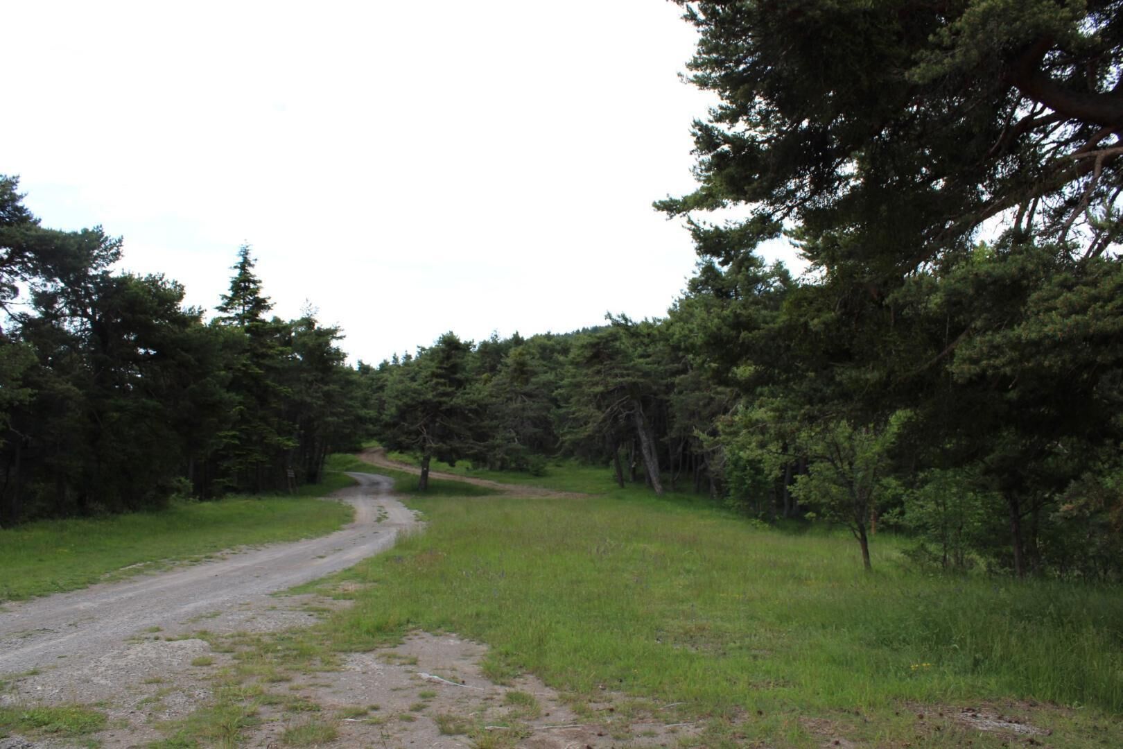 A rural dirt road winding through a forested area.