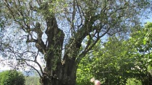 Un albero imponente con un tronco robusto e un muro di pietra in primo piano.