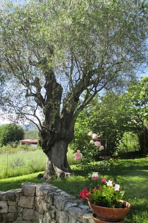 Property grounds - L'Emiliana - Roquefort-les-Pins (Roquefort-les-Pins)