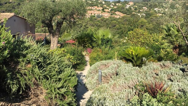 A lush garden with various plants and a path leading through it.