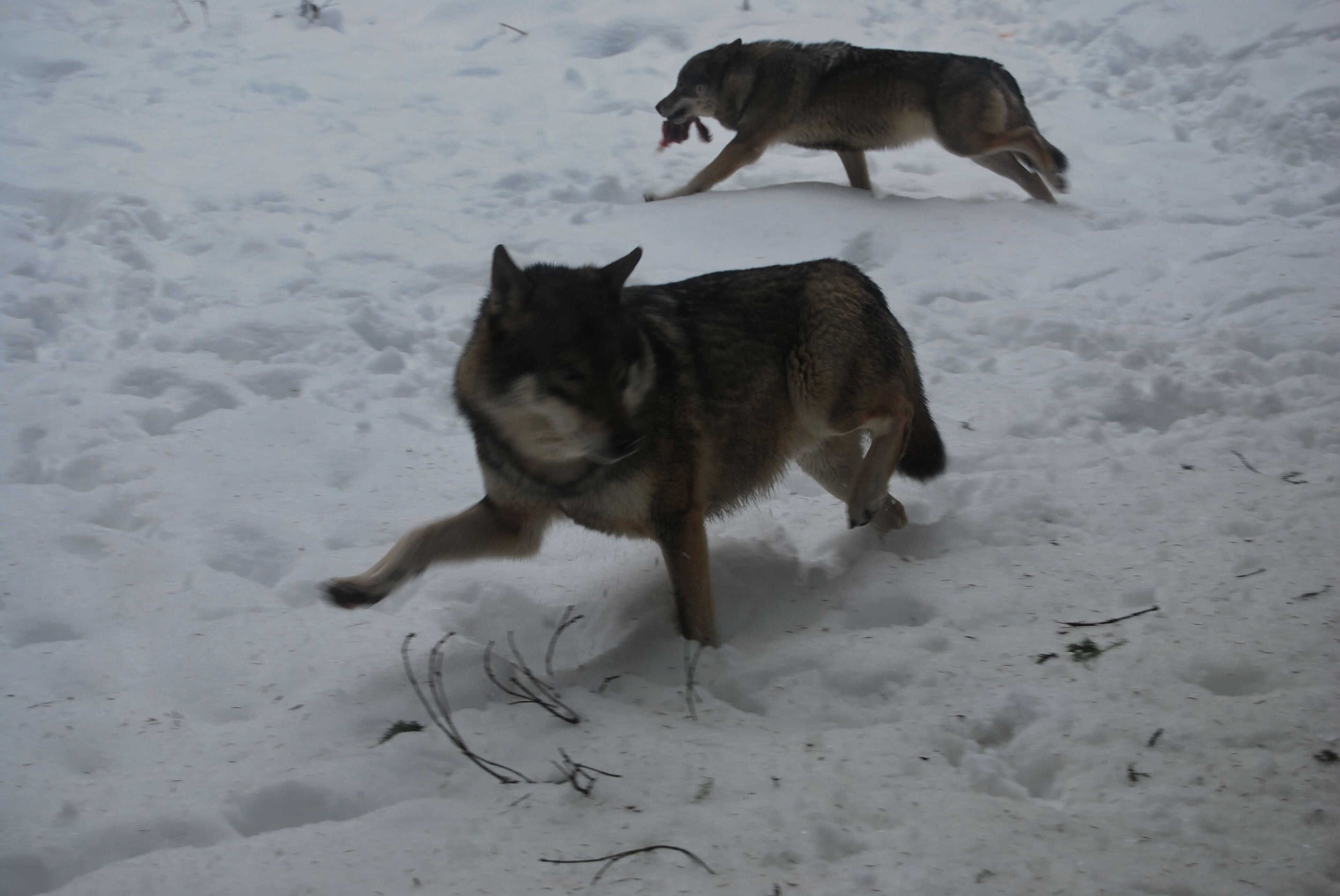 Two wolves walking in a snowy area.